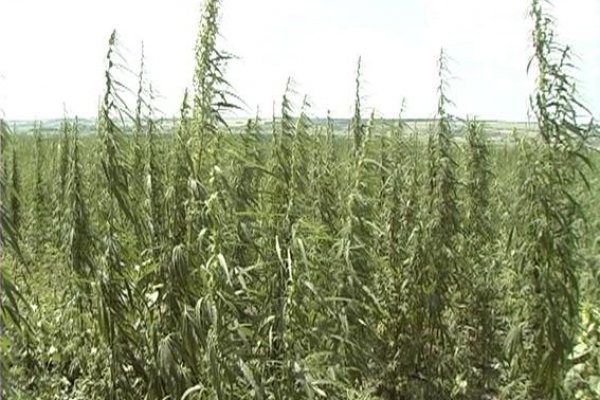 Кракен даркнет лол
