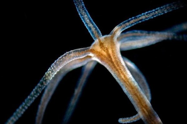 Kraken не работает сегодня onion top