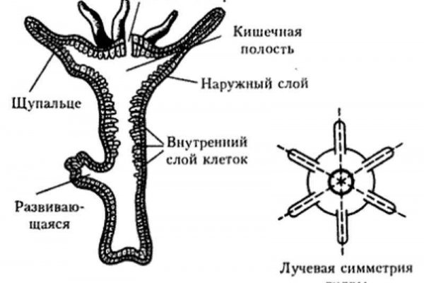 Кракен маркетплейс kr2connect co