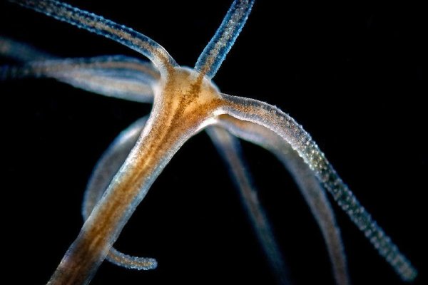 Новая ссылка на kraken через тор